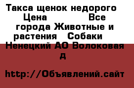 Такса щенок недорого › Цена ­ 15 000 - Все города Животные и растения » Собаки   . Ненецкий АО,Волоковая д.